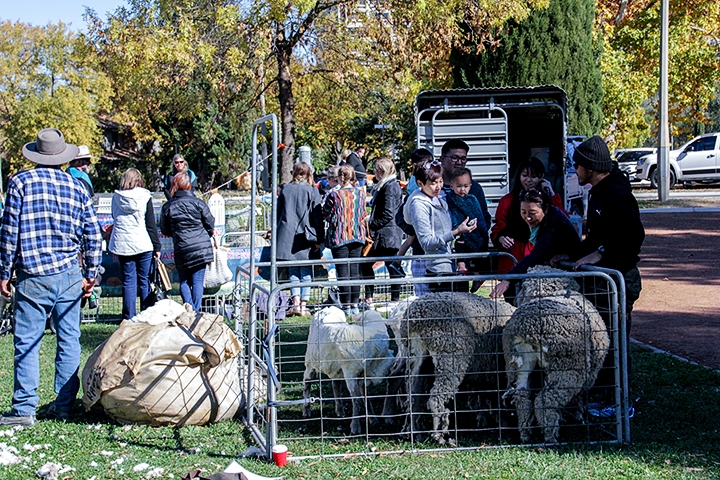 Canberra-Wool-Expo-2019-5