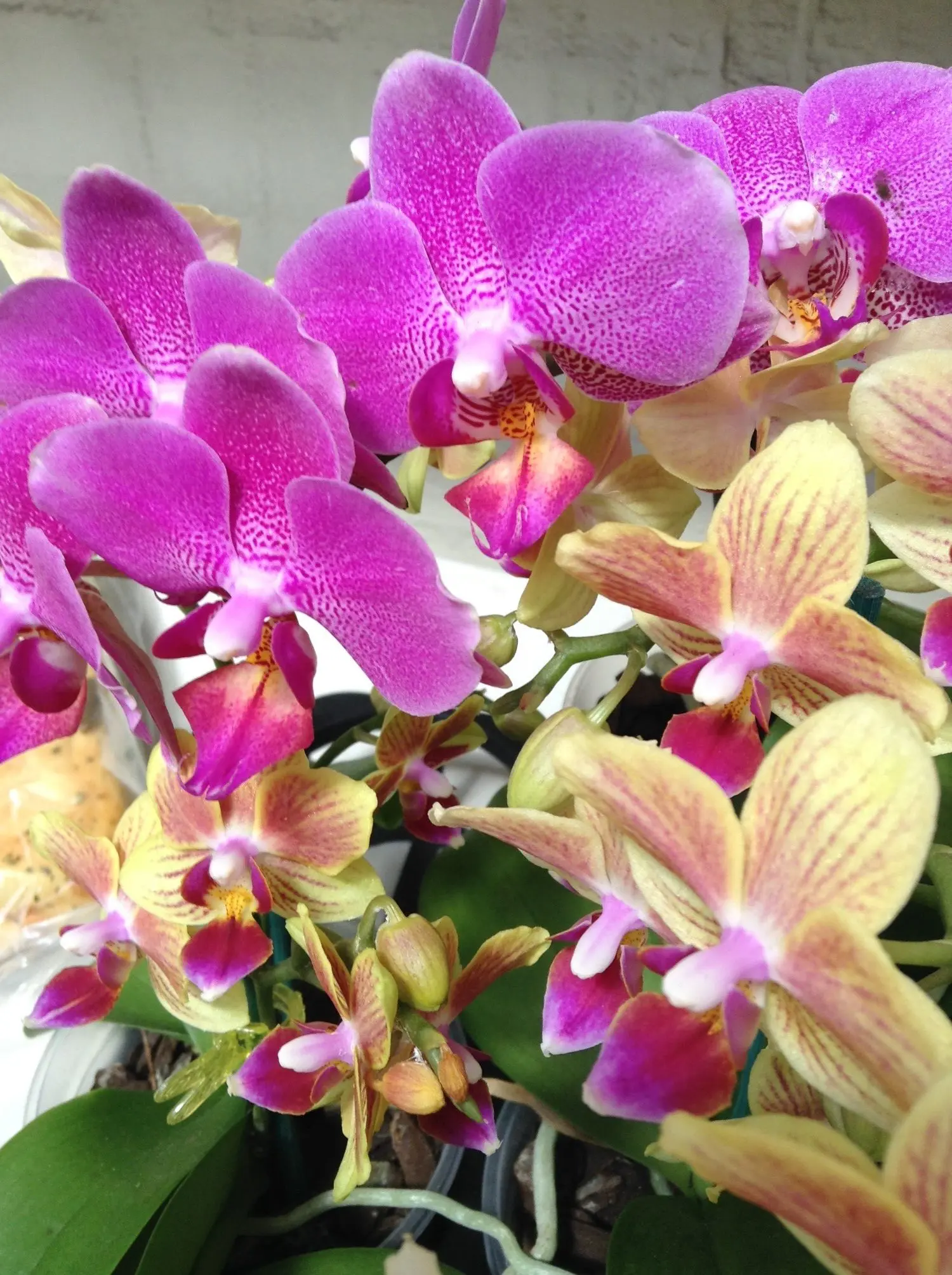 Sun Horticulture at the Old Bus Depot Markets